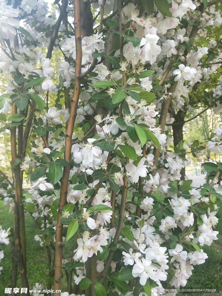 樱花