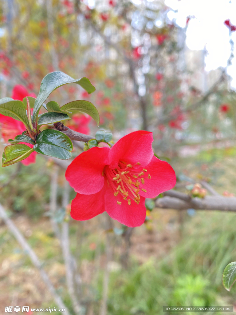 花