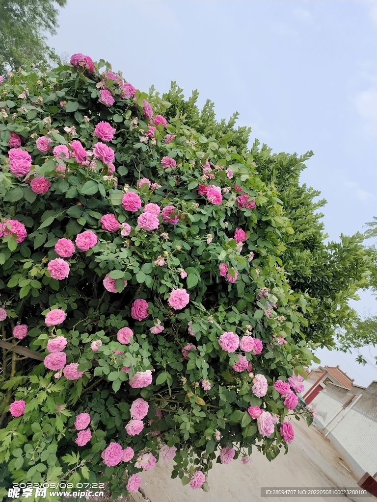 月季