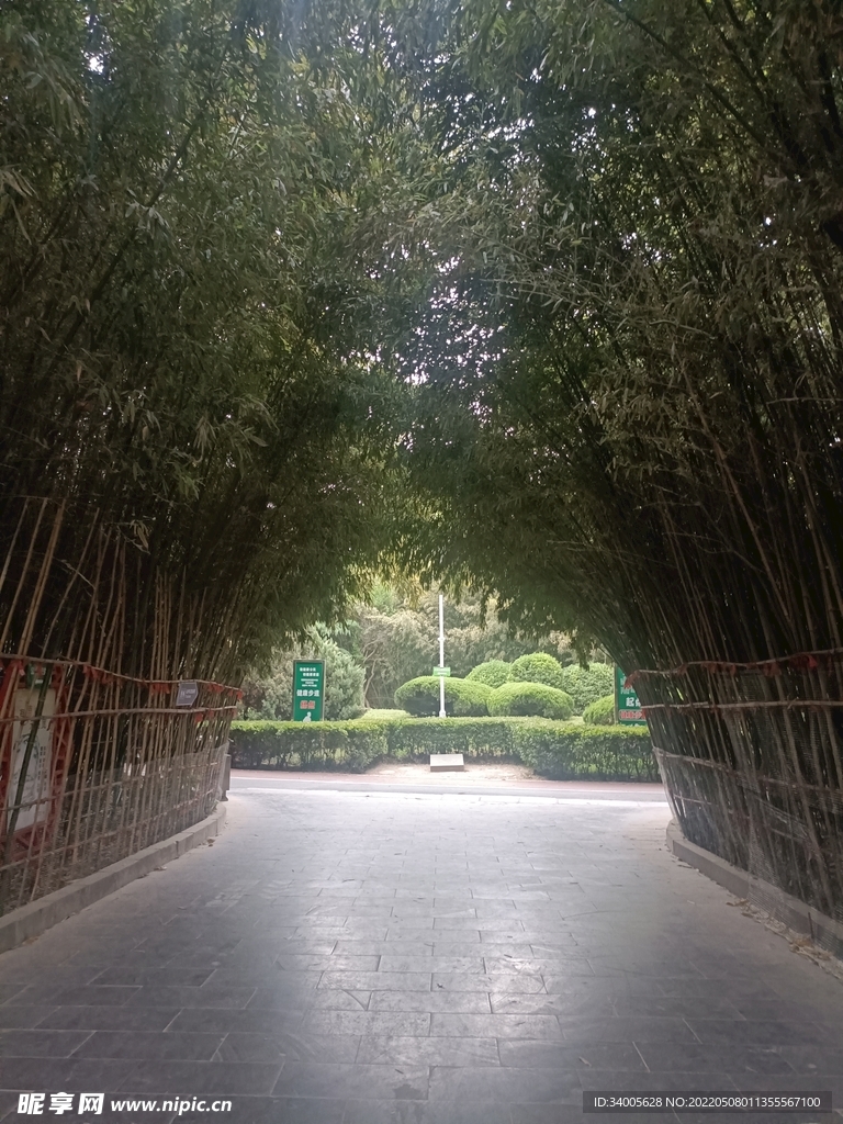 竹子小路