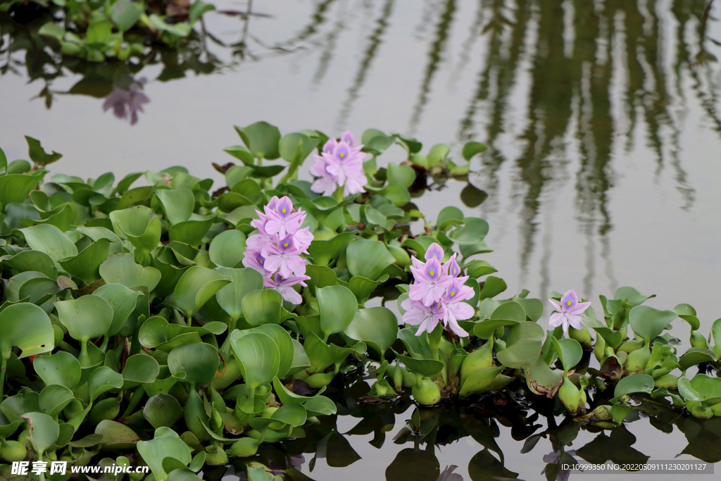 水葫芦花