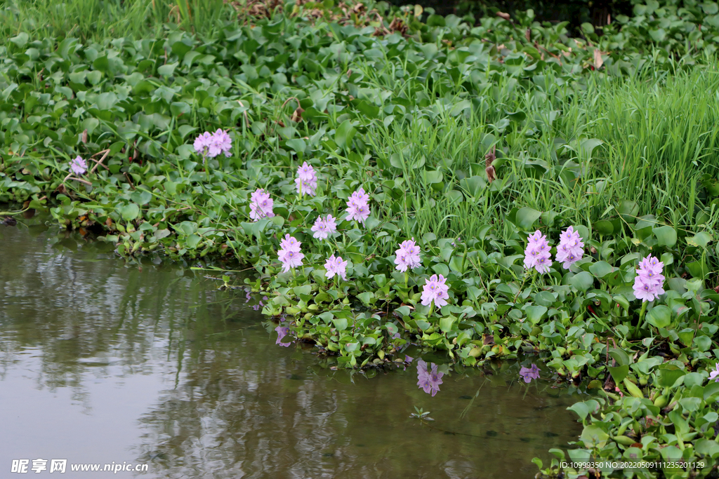 水葫芦花