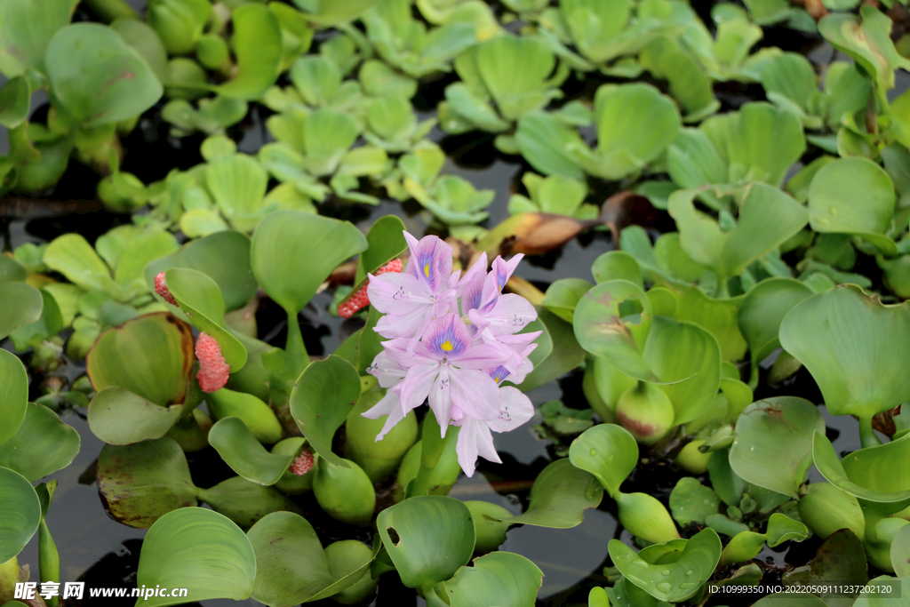 水葫芦花
