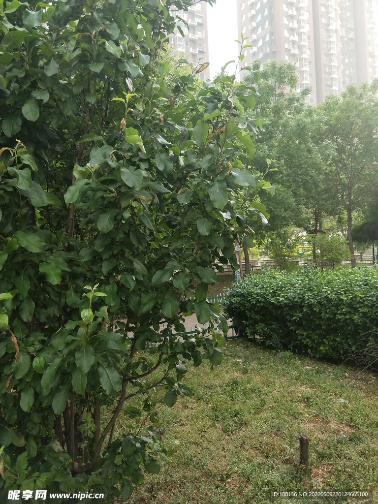 小区园林绿化