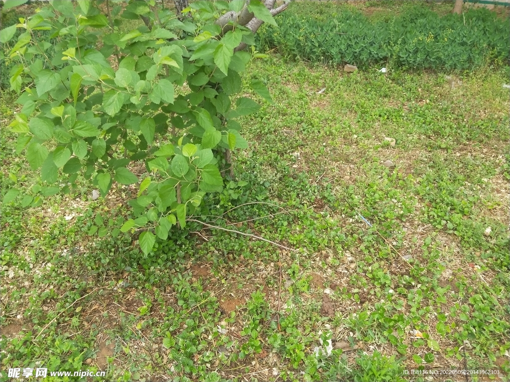 小区园林绿化