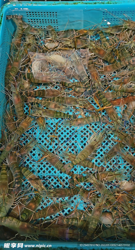 鲜虾