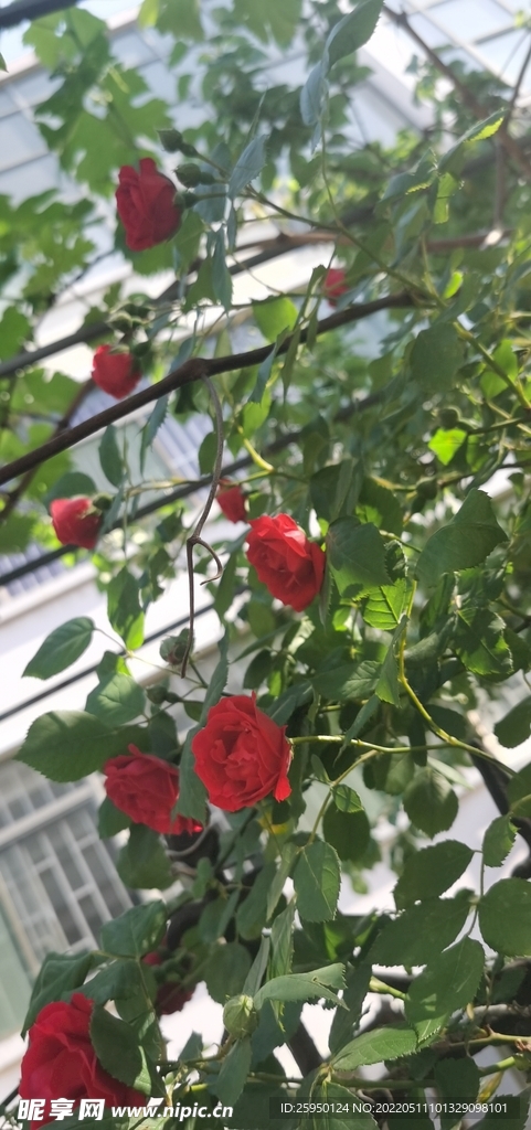 红玫瑰