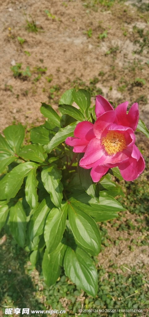 红芍药