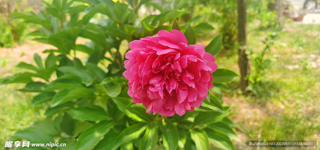 红芍药