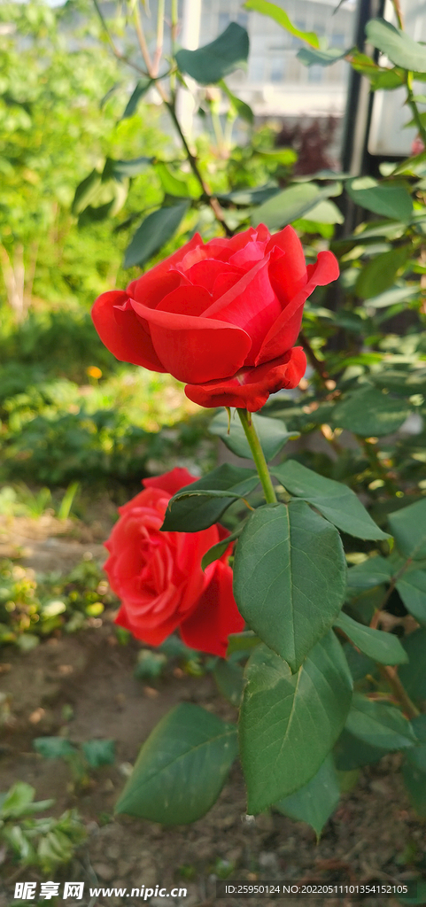 红玫瑰