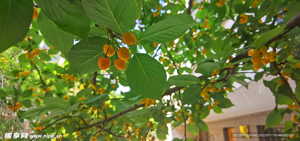 金樱桃