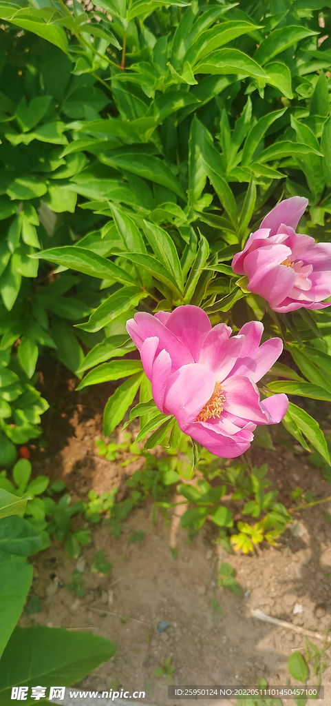 红芍药