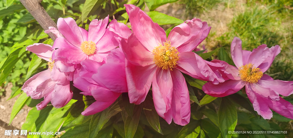 芍药花