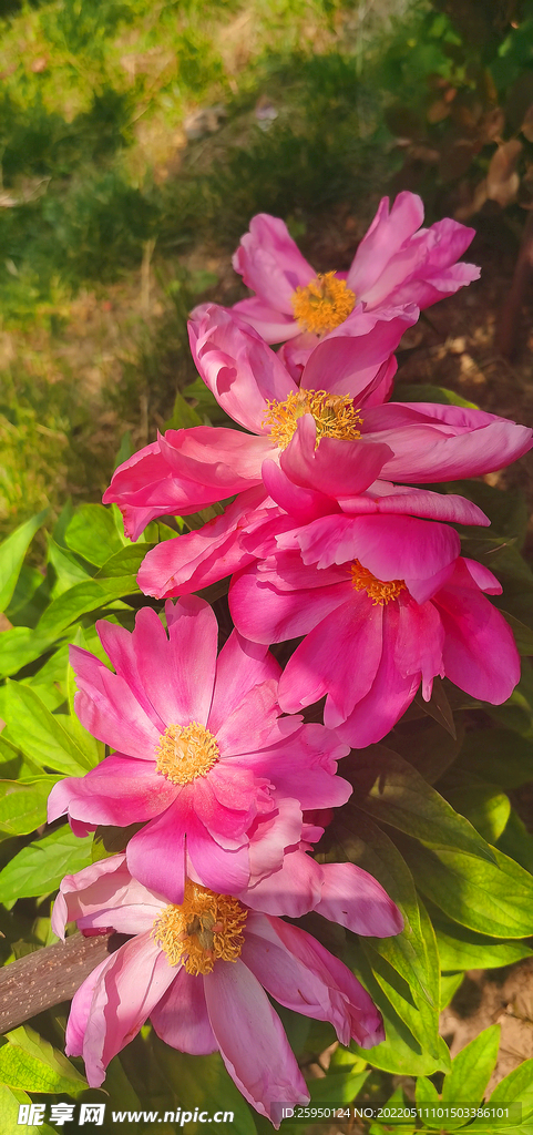 芍药