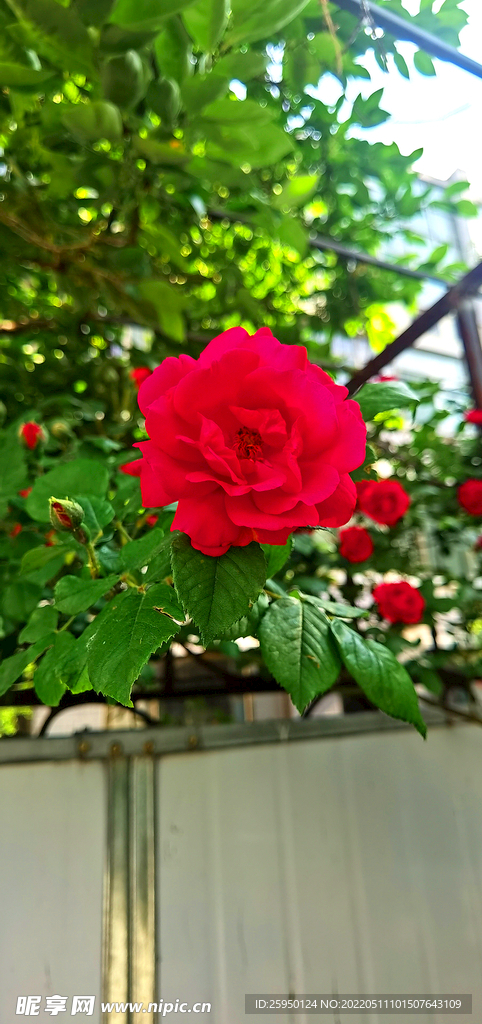 红玫瑰