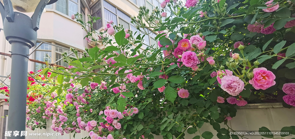 红玫瑰