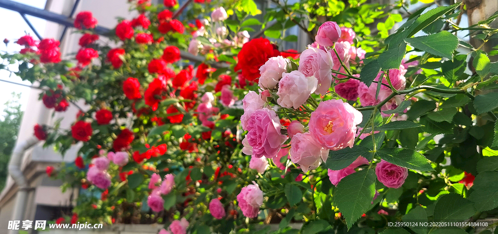 红玫瑰