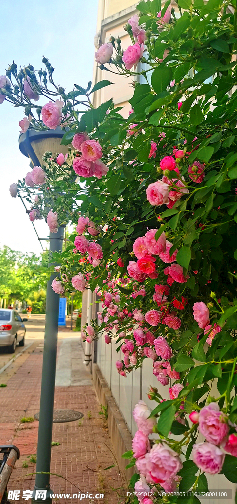 红玫瑰