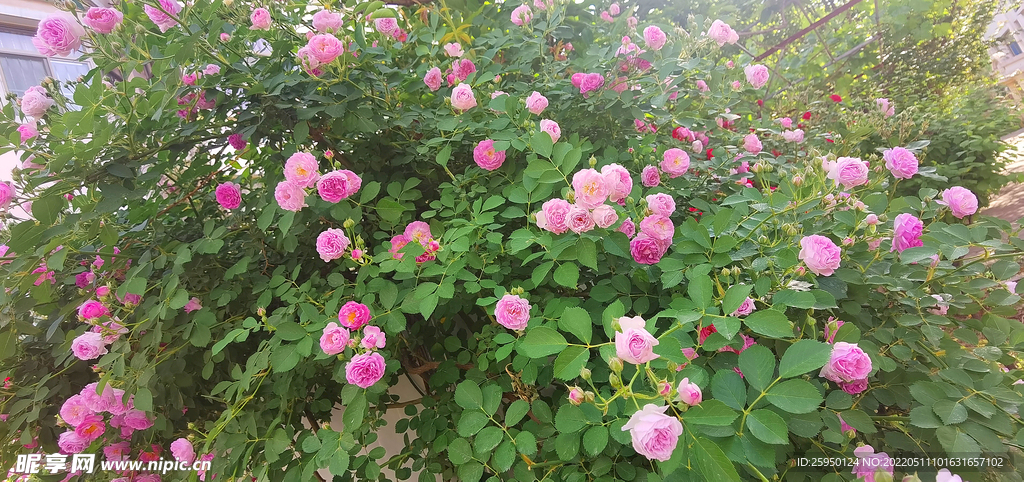 红玫瑰