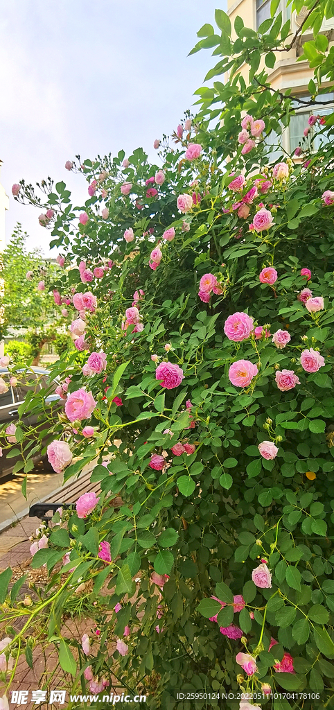 红玫瑰