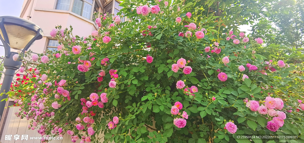 红玫瑰
