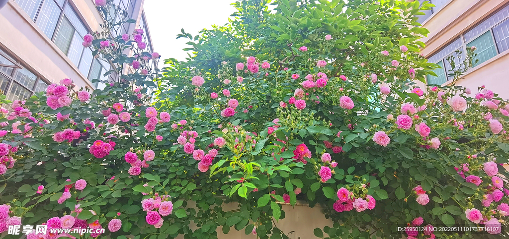 红玫瑰