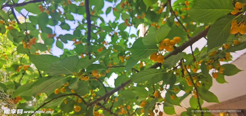 黄色樱桃