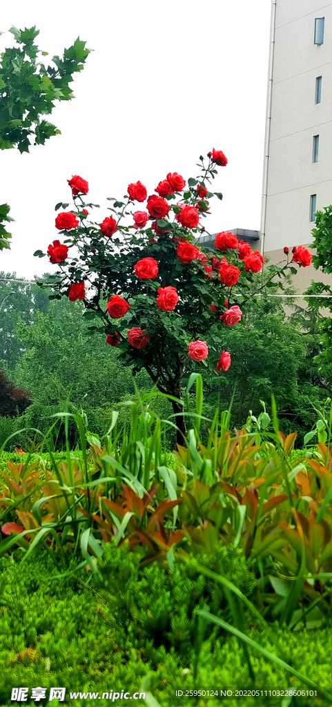 红玫瑰 
