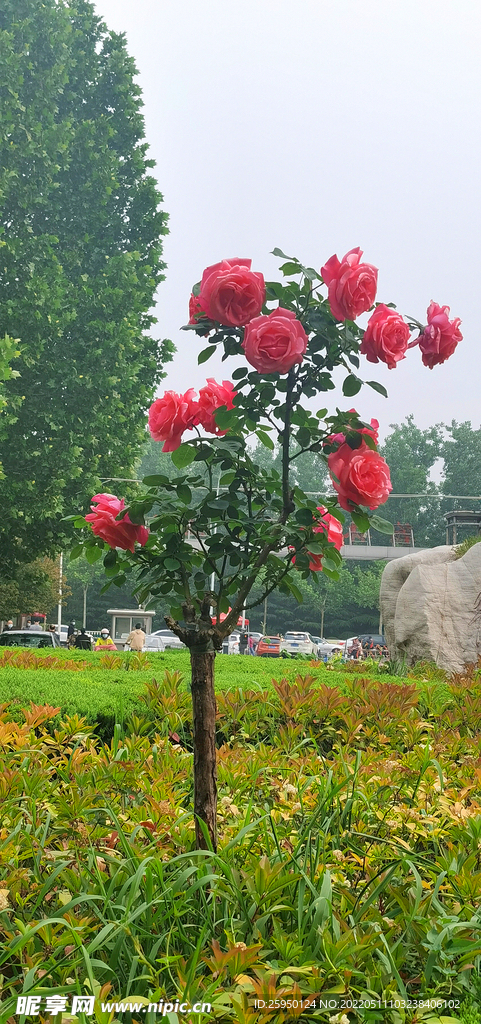 红玫瑰 