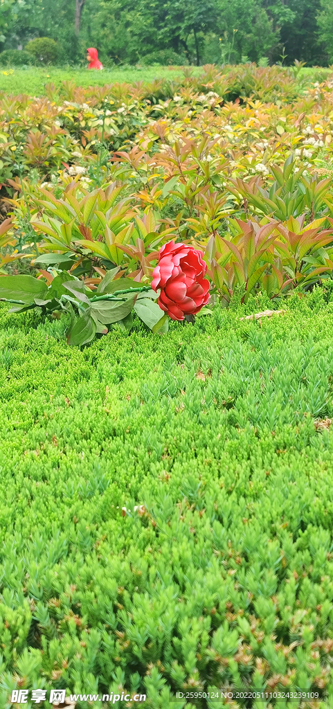 红玫瑰 
