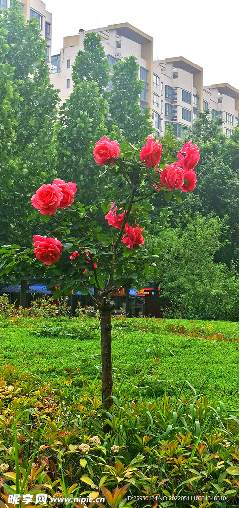 红玫瑰 