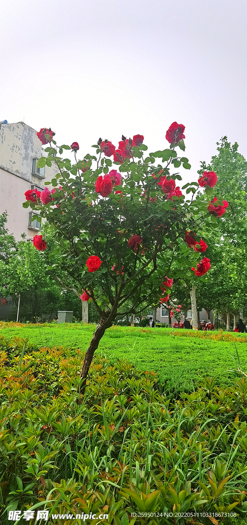 红玫瑰 