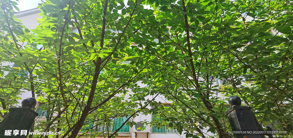 樱花落了叶子生机盎然