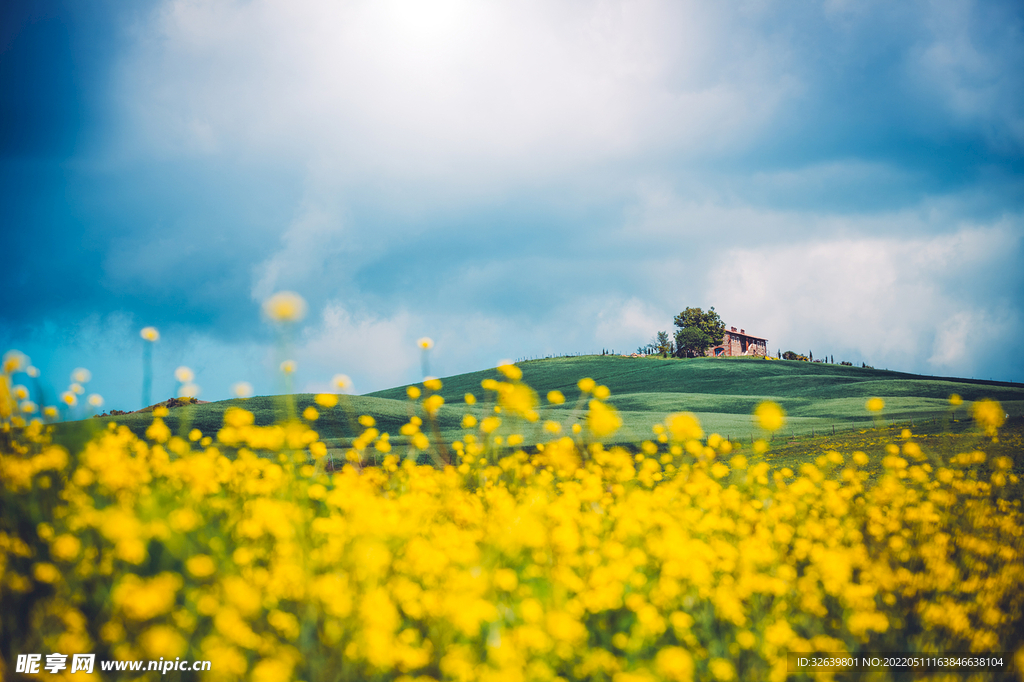 自然风景 油菜花海
