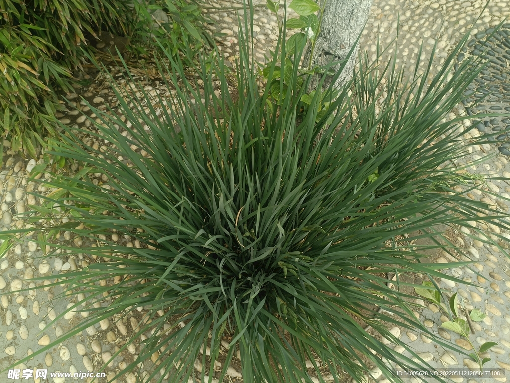一簇绿草