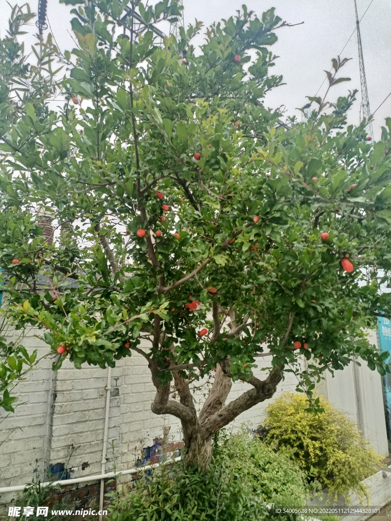 石榴树