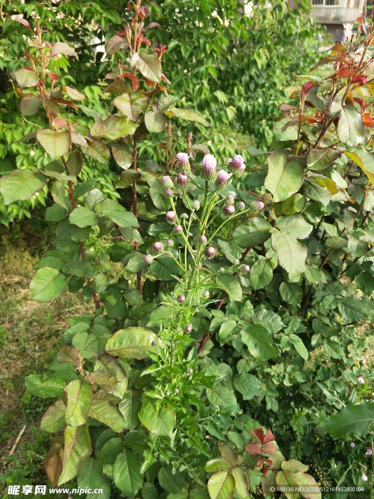 紫色野花