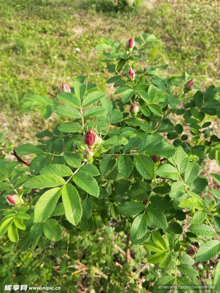 玫瑰 月季