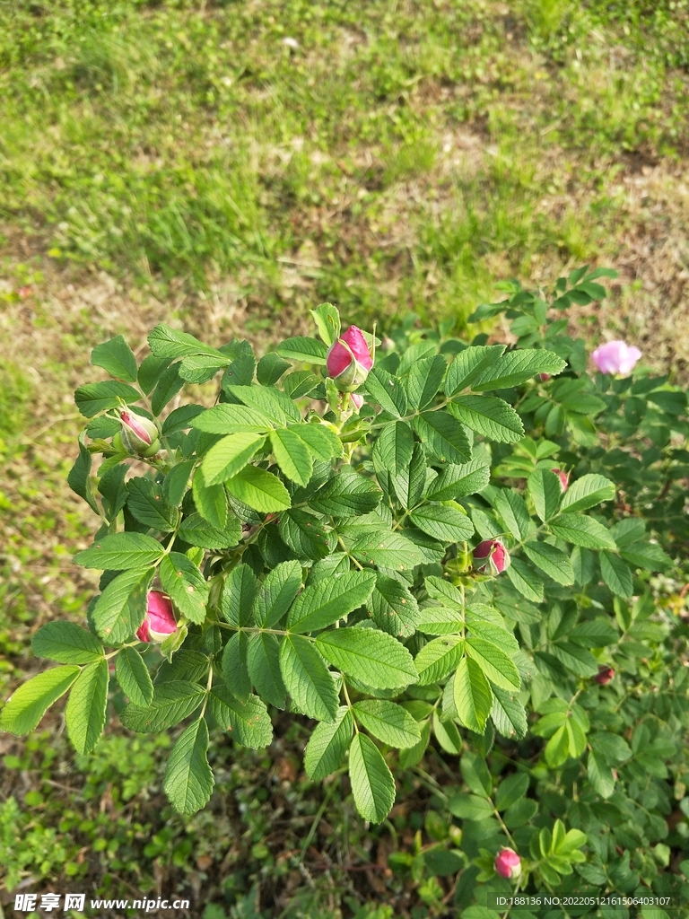 玫瑰 月季