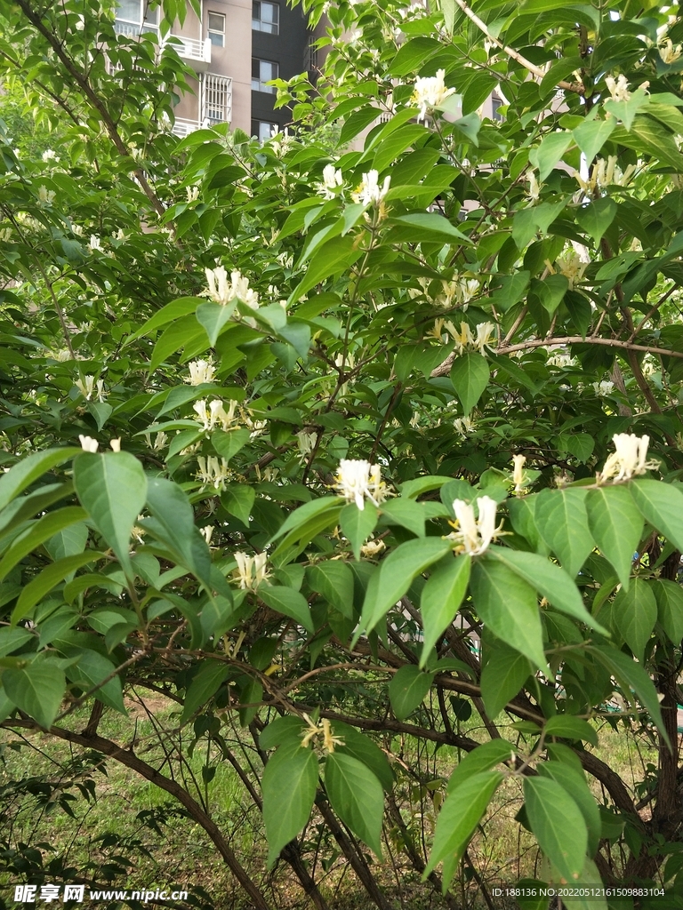 金银花