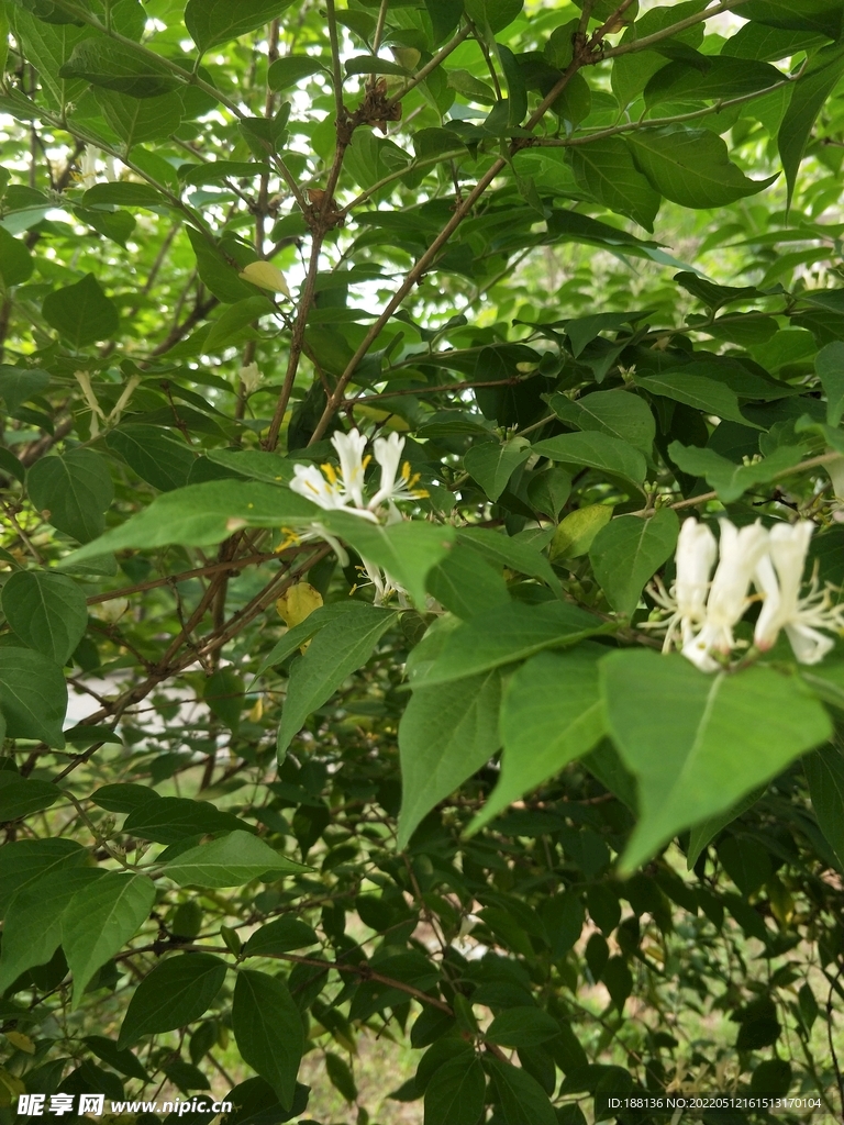 金银花