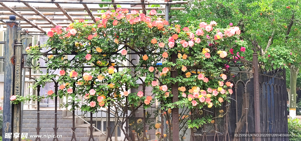 蔷薇花