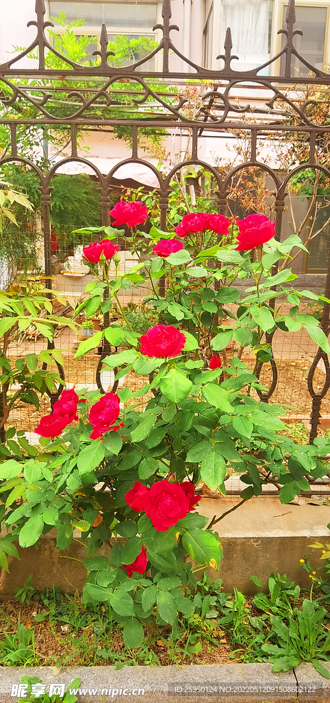 红玫瑰