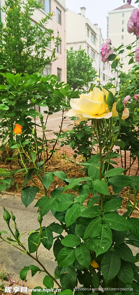 玫瑰