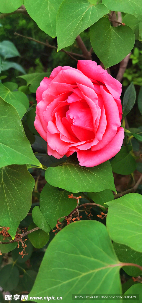 红玫瑰