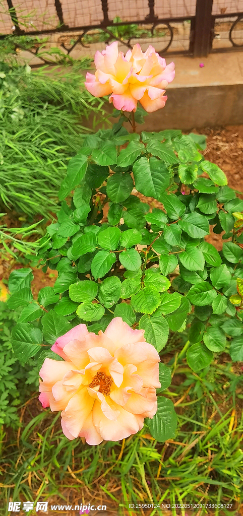 黄玫瑰 