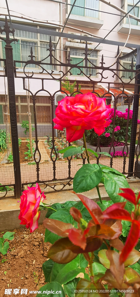 玫瑰