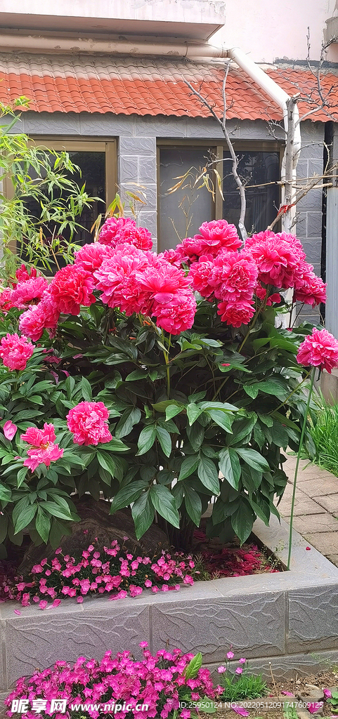 芍药