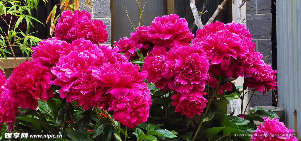 芍药