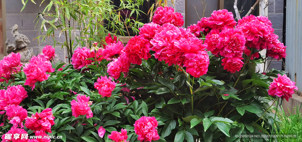 芍药